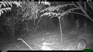 Long-nosed Bandicoot