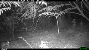 Long-nosed Bandicoot