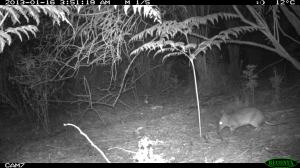 Long-nosed Bandicoot