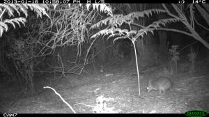 Long-nosed Bandicoot