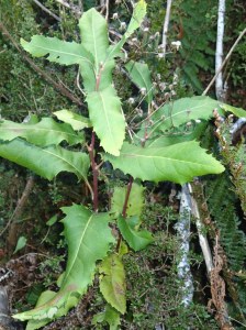 Lomatia fraseri seedling