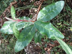 Mountain Correa Seedling