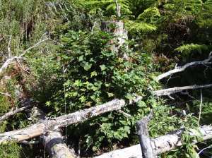 Lots of re-sprouting on this Maple stump