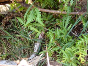 Ferns doing well in a shady niche