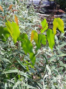 New Mountain Ash seedling doing well protected by Snowy daisy-bush