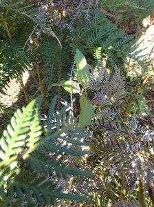Mt Ash Seedling in Bracken