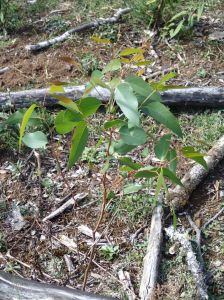 Planted Mountain Ash seedling doing will in one of the more open areas.