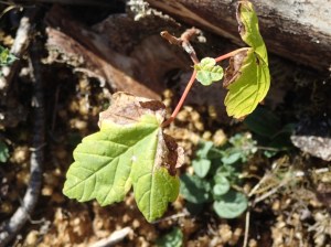 Scorched Maple Seedling