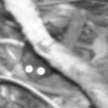 Antechinus hiding under a branch