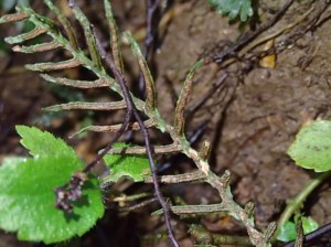 Blechnum chambersii - Lance water-fern