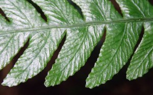 Blechnum chambersii - Lance water-fern