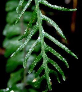 Blechnum chambersii - Lance water-fern
