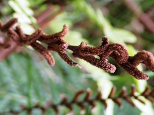 Blechnum fluviatile - Ray water-fern