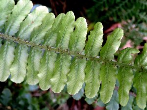 Blechnum fluviatile - Ray water-fern