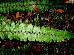 Blechnum fluviatile - Ray water-fern