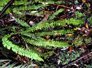 Blechnum fluviatile - Ray water-fern