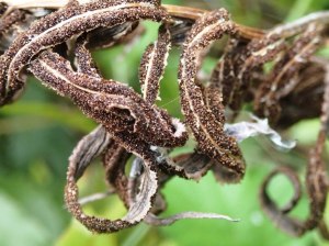 Blechnum minus - Soft Water-fern fertle fronds
