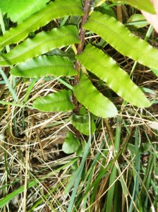 Lower pinnae of the Soft Water-fern
