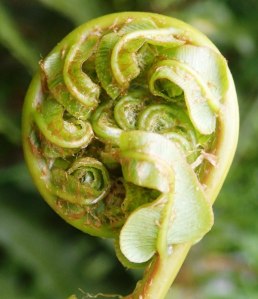 Blechnum minus - Soft Water-fern new frond