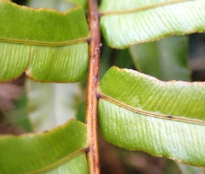 Blechnum minus - Soft Water-fern - Pinnae