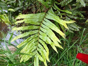 Blechnum minus - Soft Water-fern