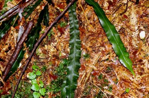 Blechnum patersonii - Strap water-fern