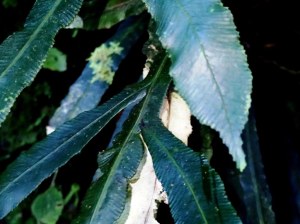 Blechnum patersonii - Strap water-fern