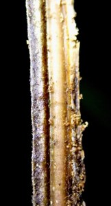 Blechnum patersonii - Strap water-fern