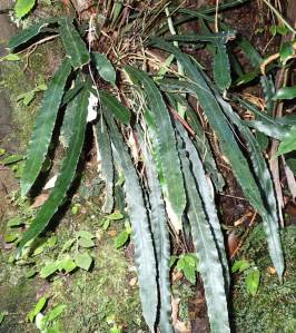 Blechnum patersonii - Strap water-fern