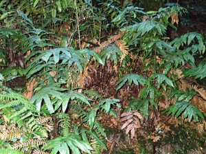 A typical colony of Hard Water-fern - Blechnum Wattsii