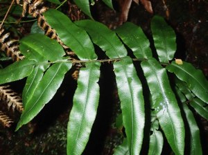 Blechnum wattsii - Hard Water-fern - Frond