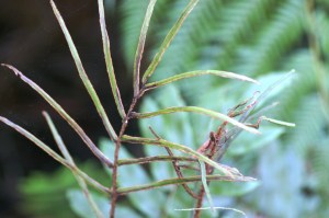 Blechnum wattsii - Hard Water-fern - Fertile Frond