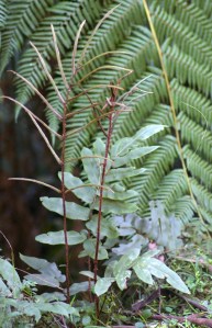 Blechnum wattsii - Hard Water-fern