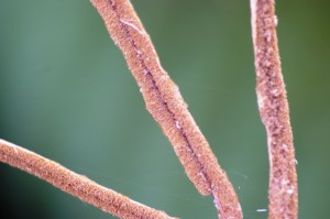 Blechnum wattsii - Hard Water-fern - Fertile Pinnae