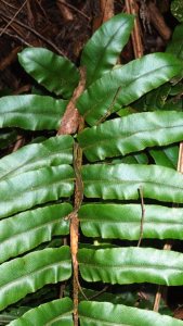 Lower Pinnae of Hard Water-fern