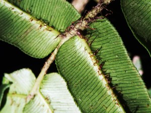 Blechnum wattsii - Hard Water-fern - Pinnae