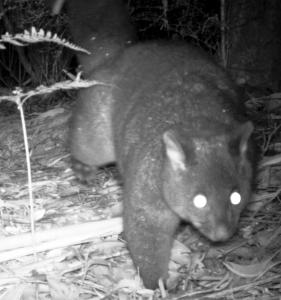 Brush-tail Possum