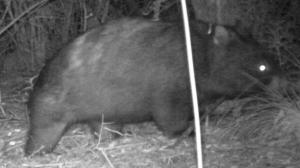 Common Wombat