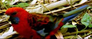 Crimson Rosella