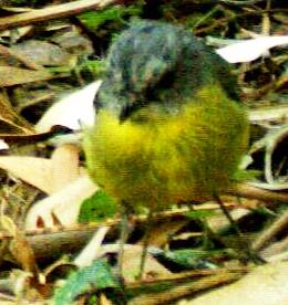 Eastern Yellow-robin