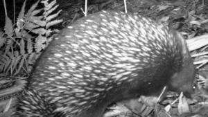 Echidna
