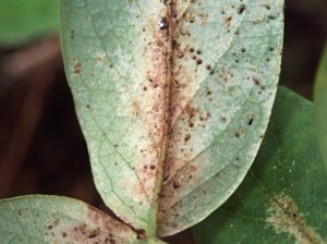 Hypericum androsaemum - Tutsan