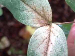 Hypericum androsaemum - Tutsan