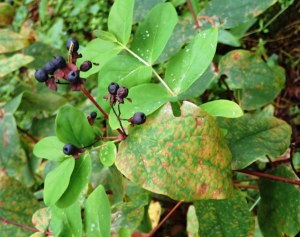 Hypericum androsaemum - Tutsan