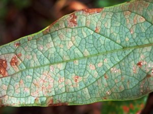 Hypericum androsaemum - Tutsan