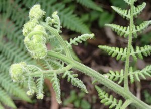 Hypolepis glandulifera - Downy Ground-fern
