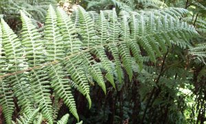 Hypolepis glandulifera - Downy Ground-fern