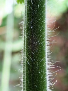 Hypolepis glandulifera - Downy Ground-fern