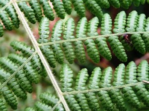 Hypolepis glandulifera - Downy Ground-fern