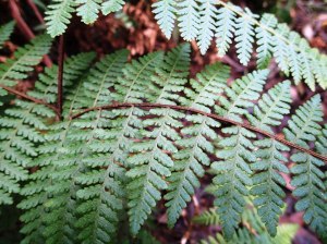 Hypolepis rugulosa - Ruddy Ground Fern